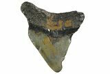 Bargain, Megalodon Tooth - North Carolina #152844-1